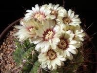 Thumbnail of 1813_Gymnocalycium spec._20150602_02(1).JPG